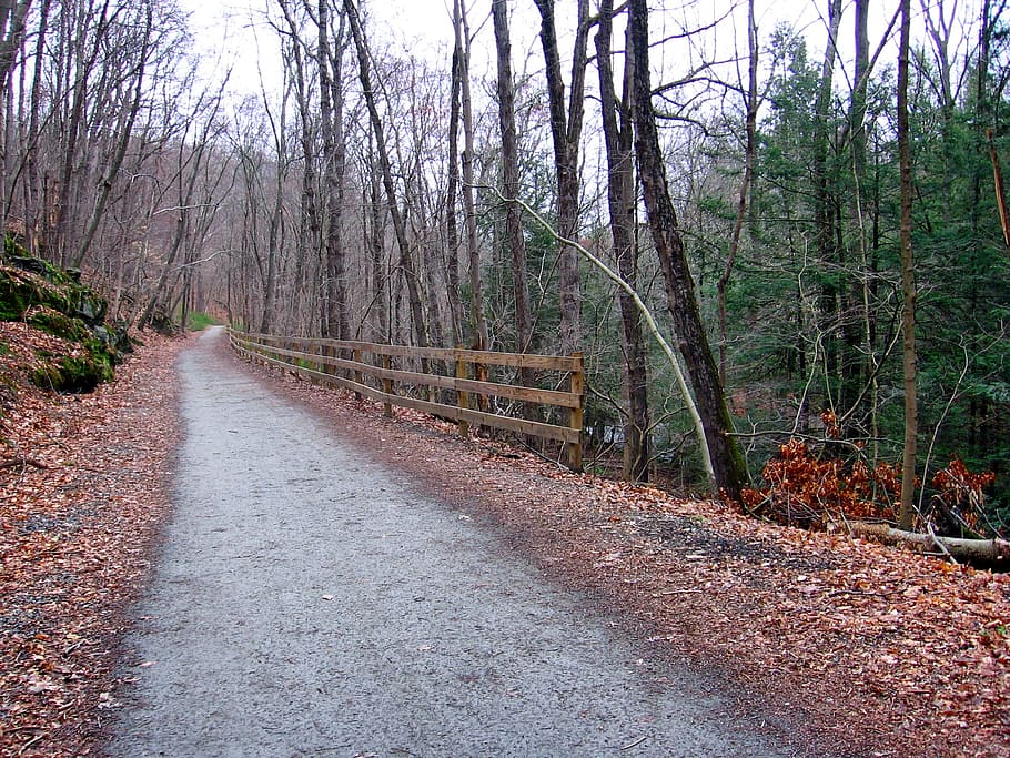 connecticut, landscape, forest, trees, road, trail, path, fence HD wallpaper