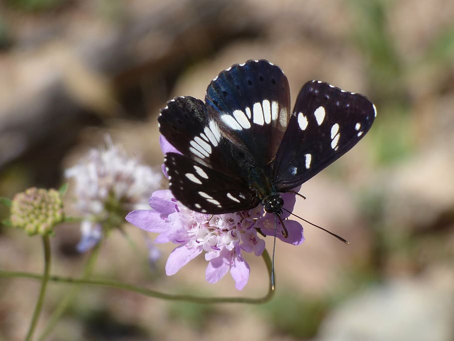 butterfly, nymph streams, limenitis reducta, nimfa mediterrània, HD wallpaper