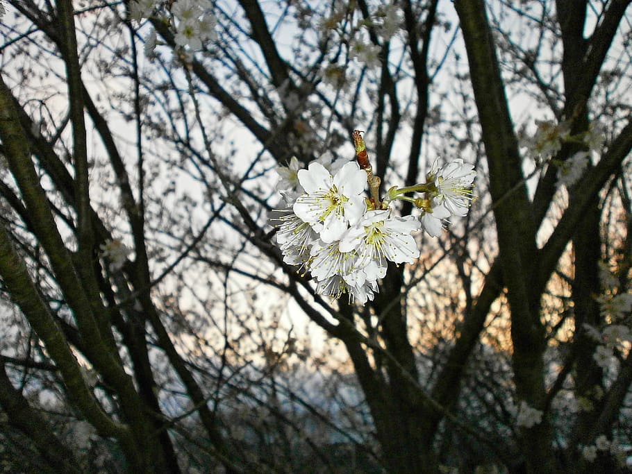 cherry, cherry tree, cherry blossoms, and cherries, spring HD wallpaper