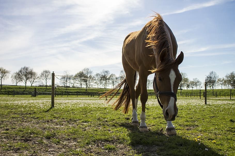 horse, spring, brown, blue sky, muzzle, grass, air, view, clouds HD wallpaper