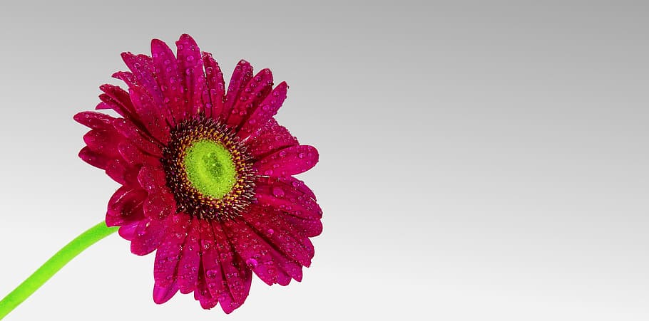 pink Gerbera Daisy, crysantheme, flower, blossom, bloom, nature, HD wallpaper