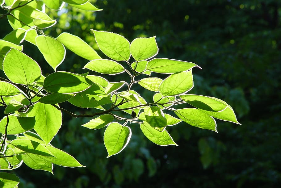 Leaves, Back Light, Tree, Beech, Ash, sunlight, mood, contrast HD wallpaper