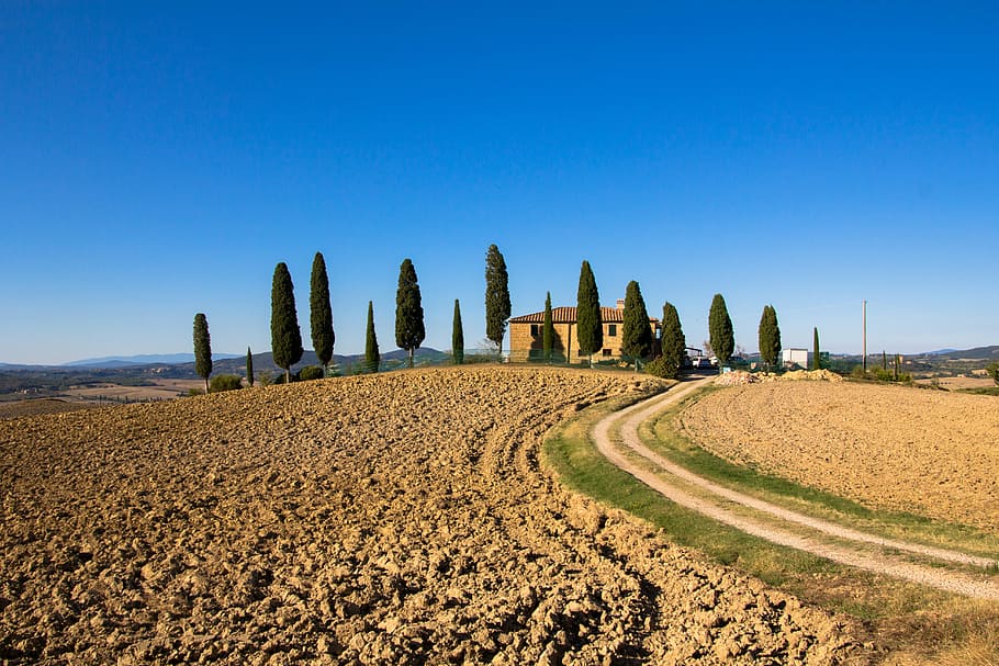 green trees in dune desert, tuscany, holiday, italy, landscape, HD wallpaper