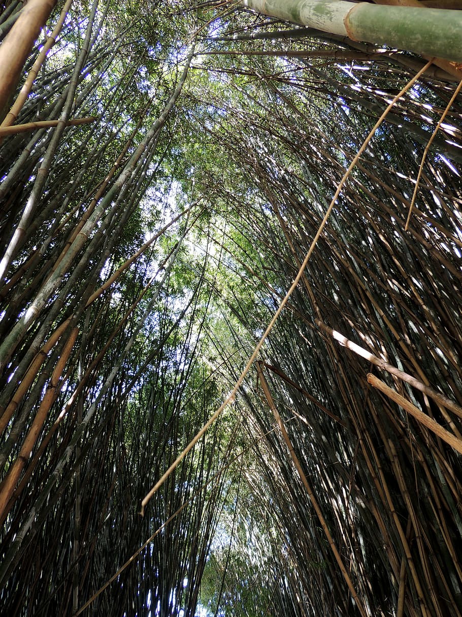 bamboos, bamboo grove, bamboo forest, tree, low angle view HD wallpaper