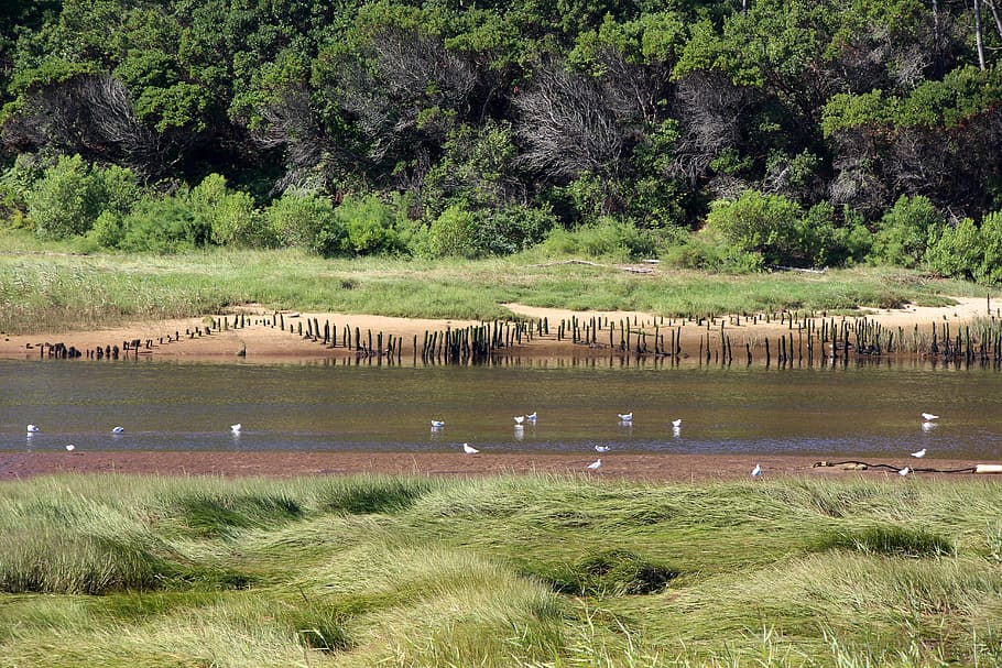 river, water courses, seagulls, plant, animal themes, animal wildlife HD wallpaper