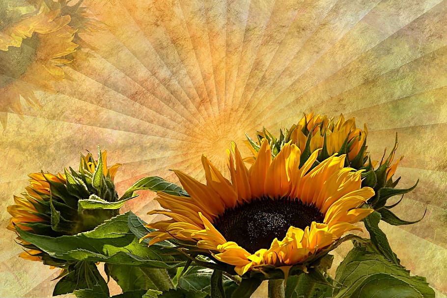 close-up photo of sunflower flowers, texture, background, sun flower HD wallpaper