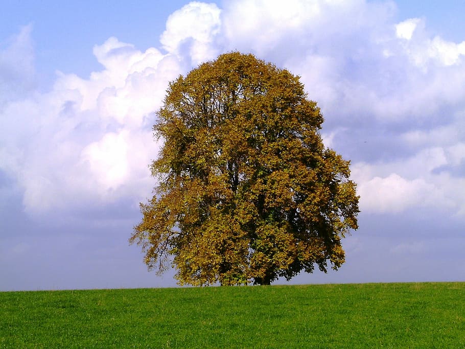Tree, Nature, Seasons, Autumn, Mood, grass, cloud - sky, field HD wallpaper