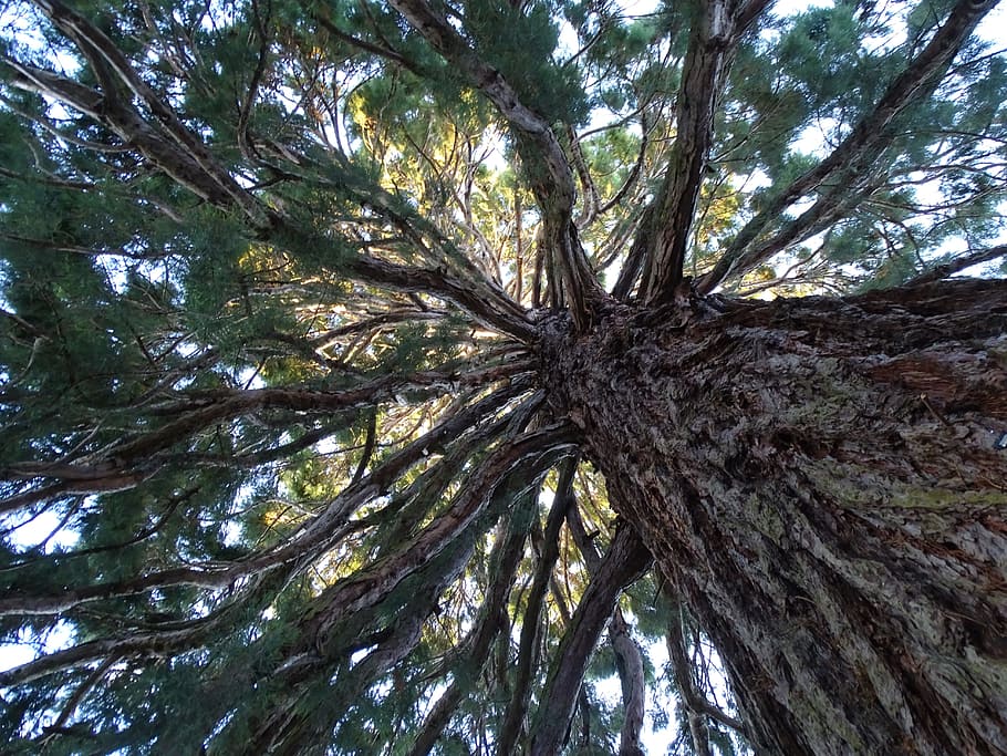 tree, mamut tree, tree branches, plant, tree trunk, low angle view HD wallpaper