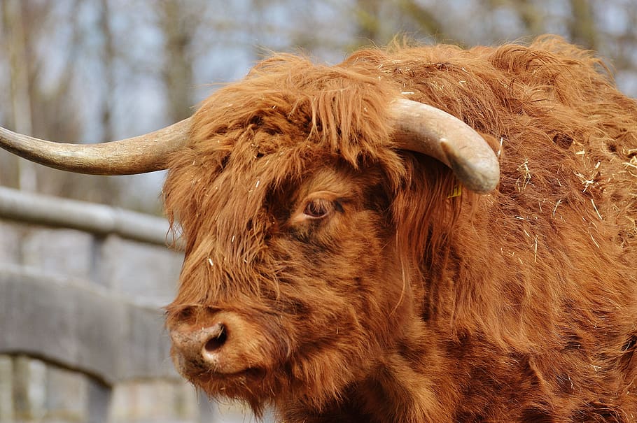 Bull, Beef, Horns, Farm, Good, good aiderbichl, sanctuary, iffeldorf HD wallpaper