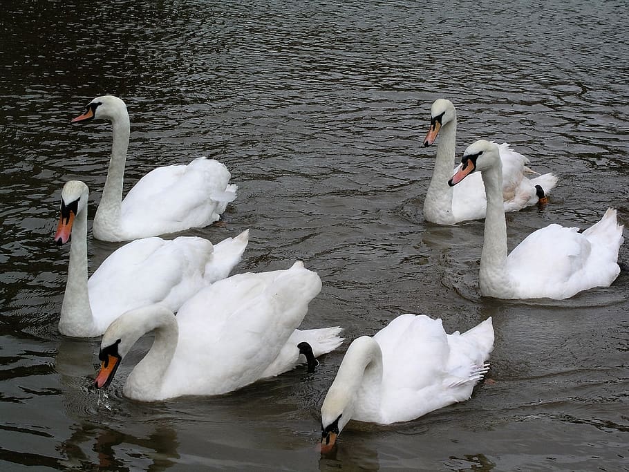 swans, birds, river, animals in the wild, water, animal wildlife HD wallpaper