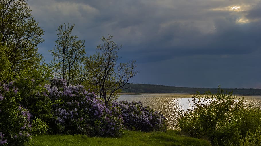 nature, tree, landscape, panoramic, sky, cloud, summer, plant HD wallpaper