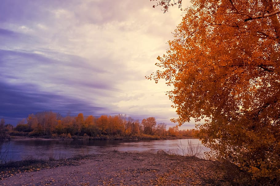 tree near body of water under blue sky, sunset, clouds, rain HD wallpaper