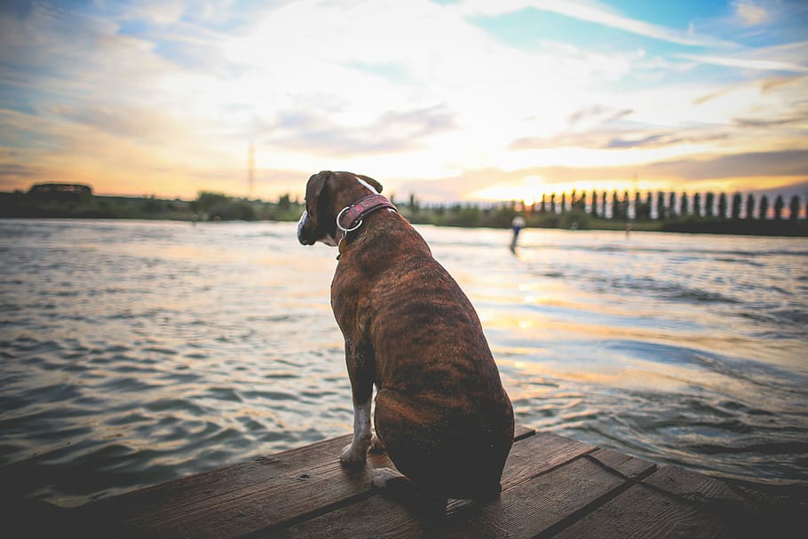 Sitting & Waiting, dogs, sunset, water, sea, outdoors, animal HD wallpaper