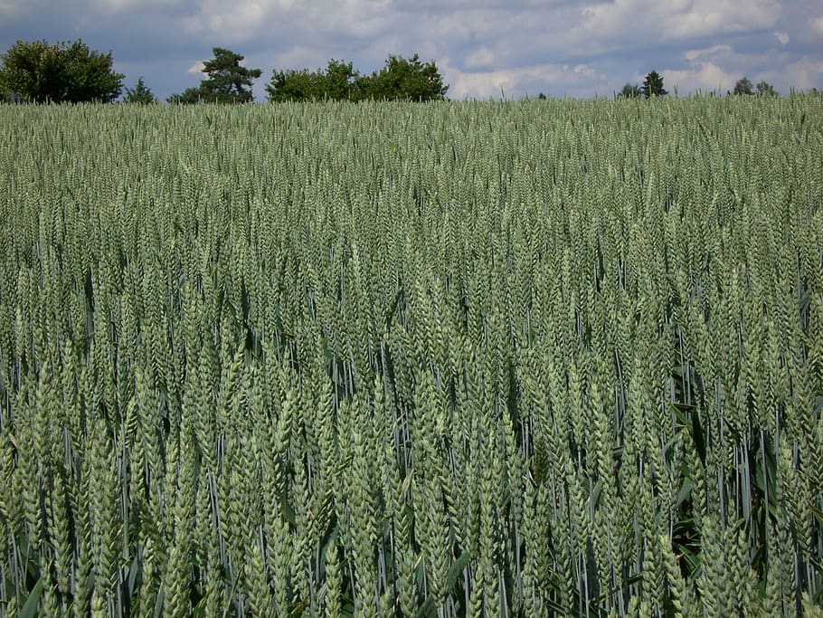 grain, cornfield, agriculture, growth, plant, land, rural scene HD wallpaper