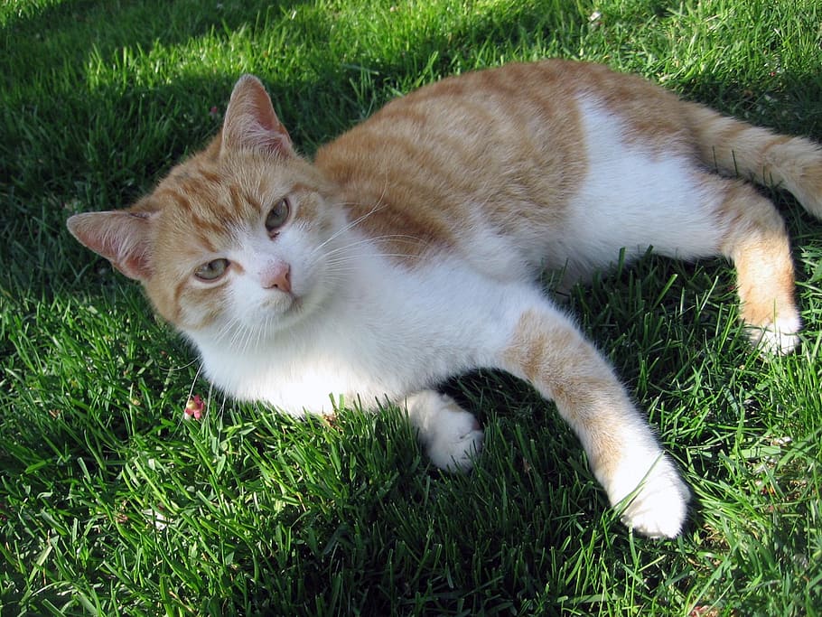 cat, tomcat, breather, peace, grass, domestic cat, feline, pets HD wallpaper