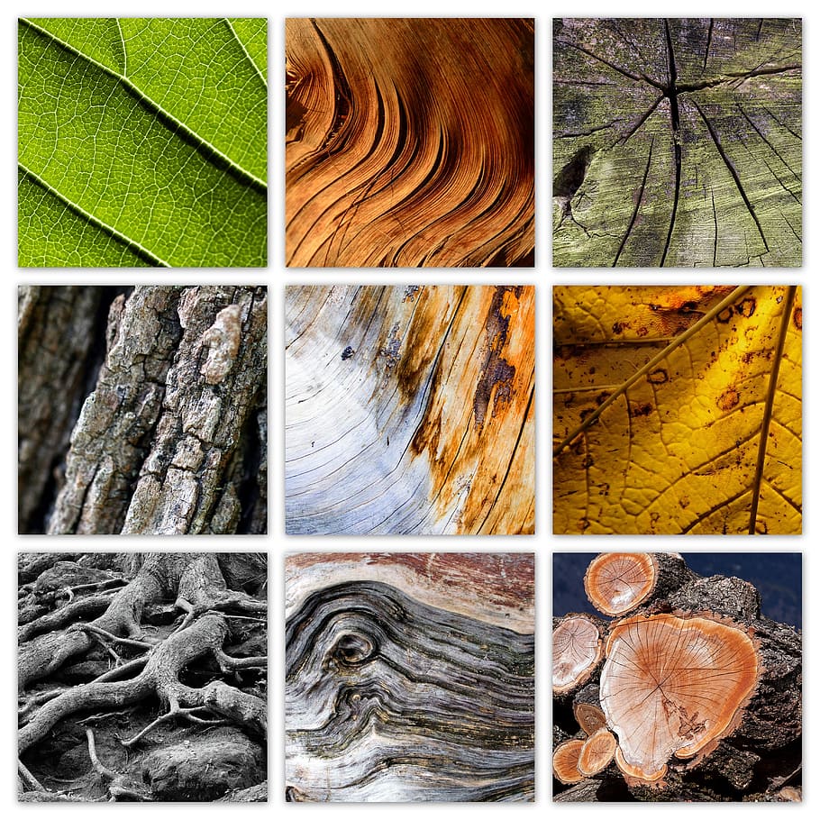 tree, nature, wood, leaves, log, texture, colorful, leaves branches nature HD wallpaper
