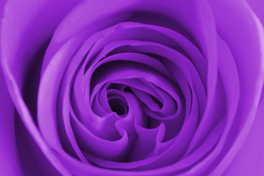 close up photography of purple petaled flower, nature, purple flower, HD wallpaper