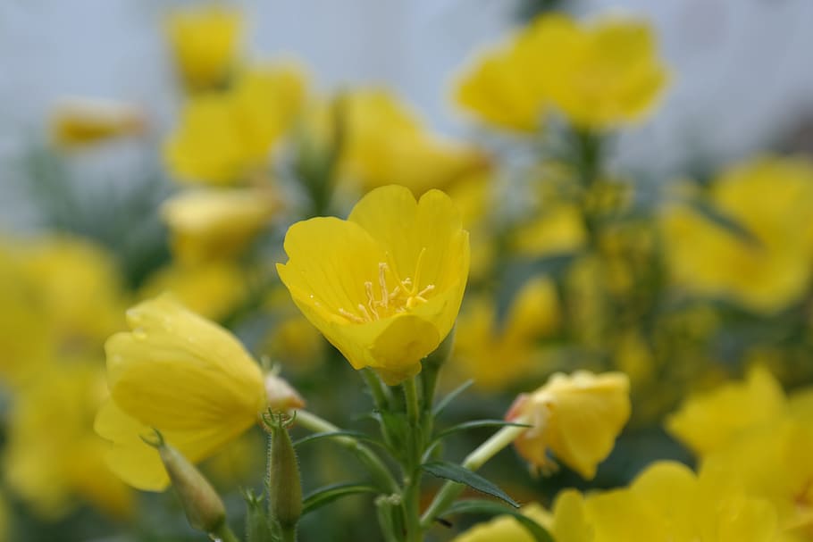Bloom, Flowers, Yellow, Bouquet, green, wall, beauty, tulips HD wallpaper
