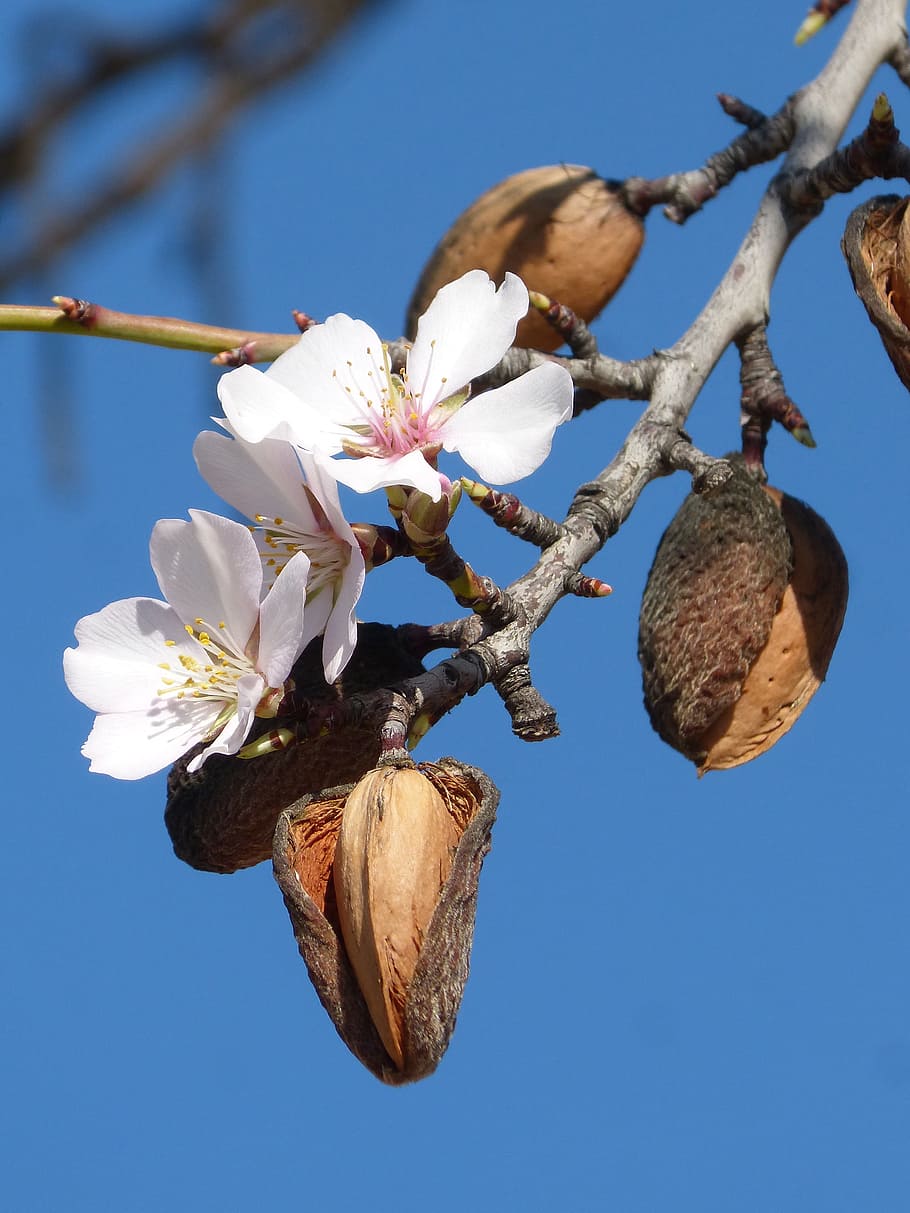 HD wallpaper: almond tree, flower, florir, nature, branch, plant, flowering  plant | Wallpaper Flare