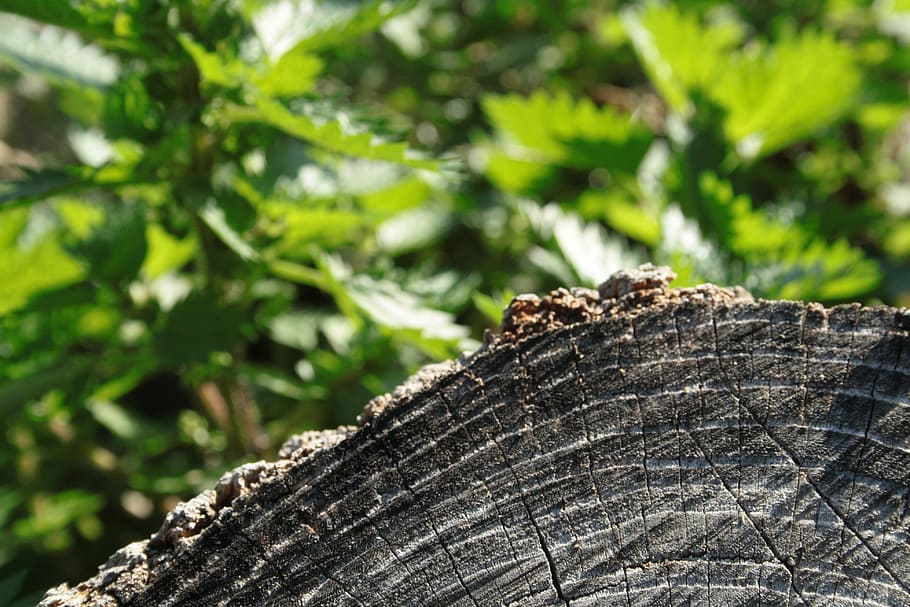 trunk, tree, wood, bark, nature, texture, green, plant, focus on foreground HD wallpaper
