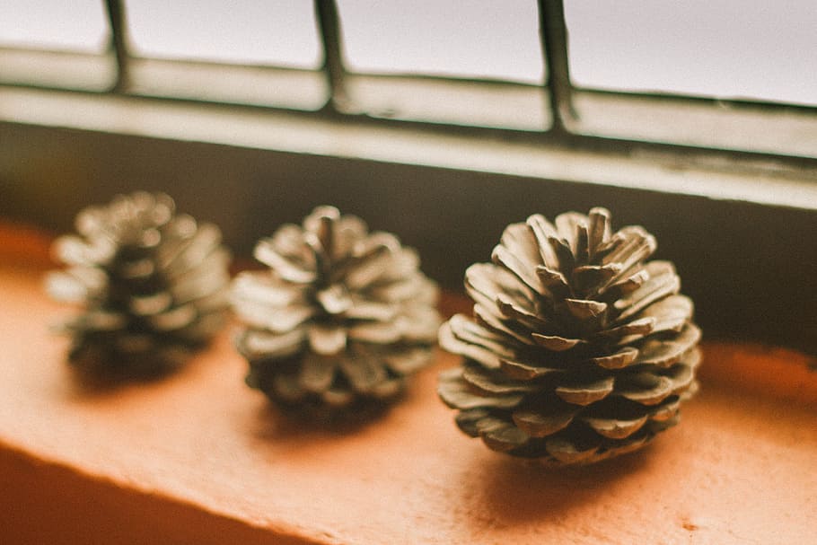 Pine Cone, Light, Shadow, Window, Boxes, window boxes, the wall HD wallpaper