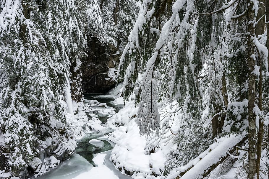trees covered in snow during snow season, forest, river, frozen HD wallpaper