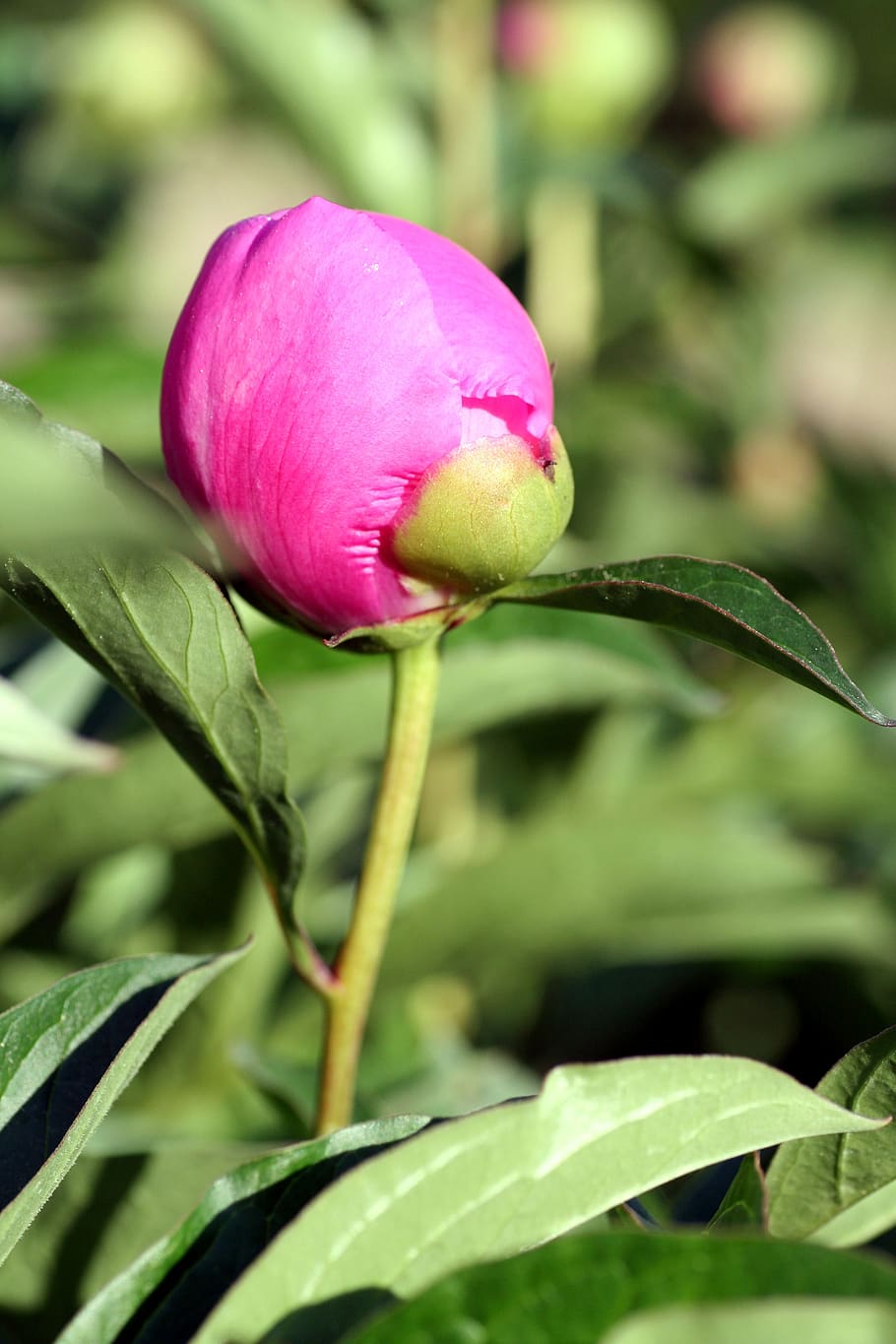 flower, peony, button, spring, petals, plant, field, flowering HD wallpaper