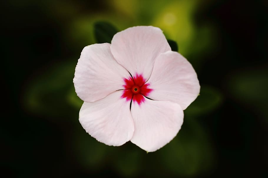 closeup photography of white and red periwinkle, flower, chichewa spring HD wallpaper