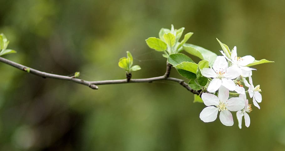 flowers, white, casey, tree, spring, flourished, plant, beauty in nature HD wallpaper