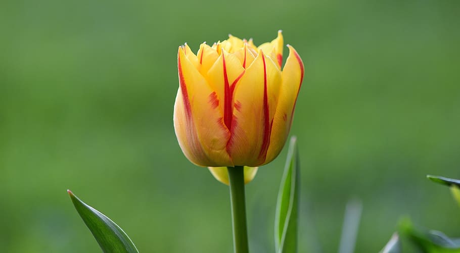 flower, tulip, blossom, bloom, yellow red, half closed, spring flower HD wallpaper