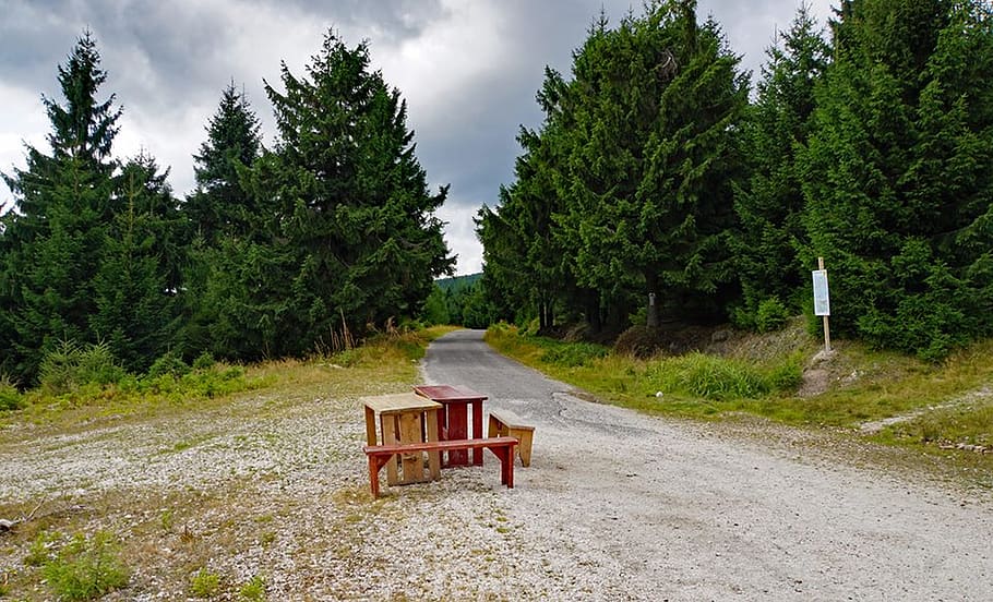 crossroads, meeting, track, tree, plant, nature, growth, seat HD wallpaper