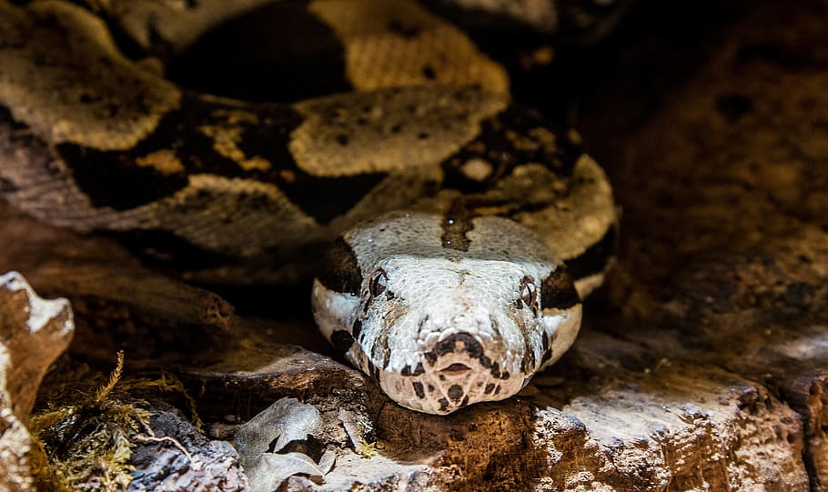 brown snake on rocks, boa, anaconda, constrictor, jungle, animal wildlife HD wallpaper