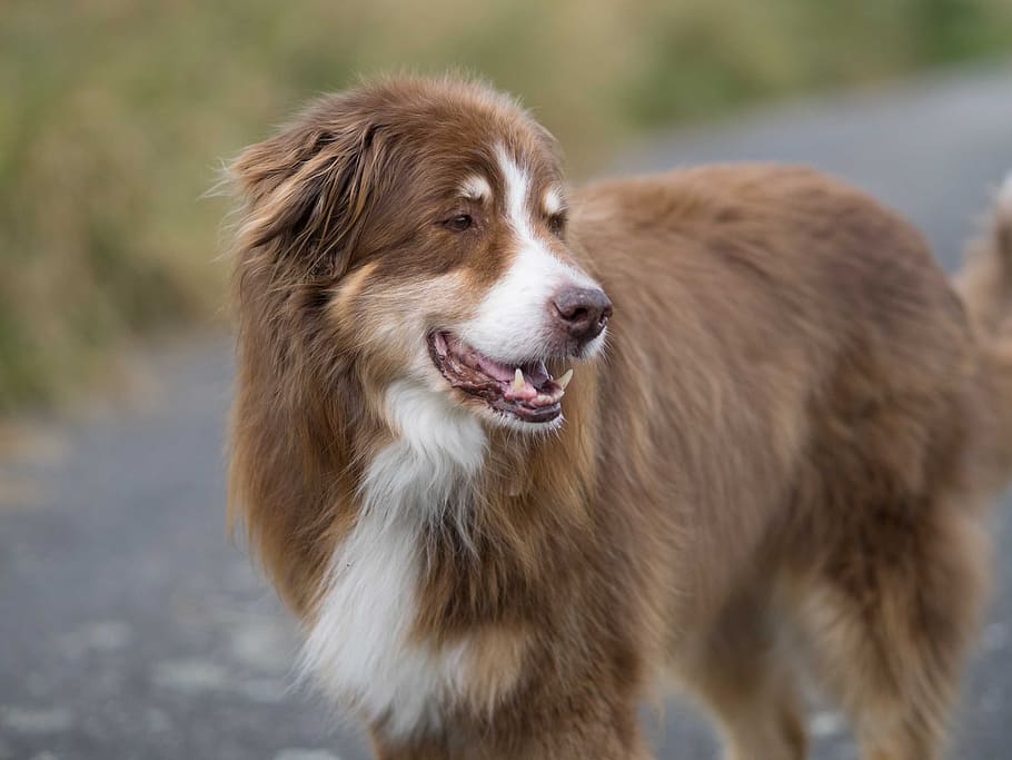 dog, herding dog, shepherd, animal themes, one animal, mammal HD wallpaper