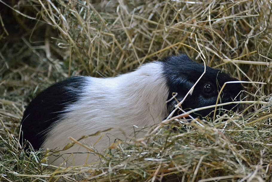 guinea pig, white, black, cavy, hay, one animal, animal themes HD wallpaper