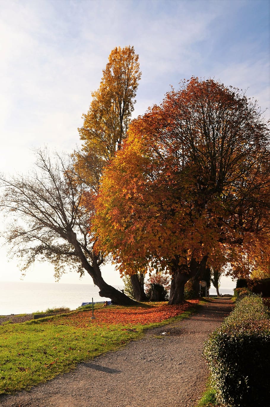 lake, tree, landscape, autumn, water, bank, away, seascape HD wallpaper