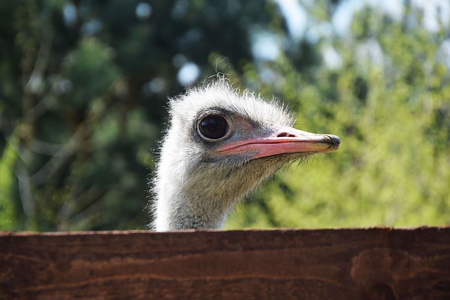 Ostrich, Animals, Beak, Eye, Bird, Zoo, the head of the, zoological garden HD wallpaper
