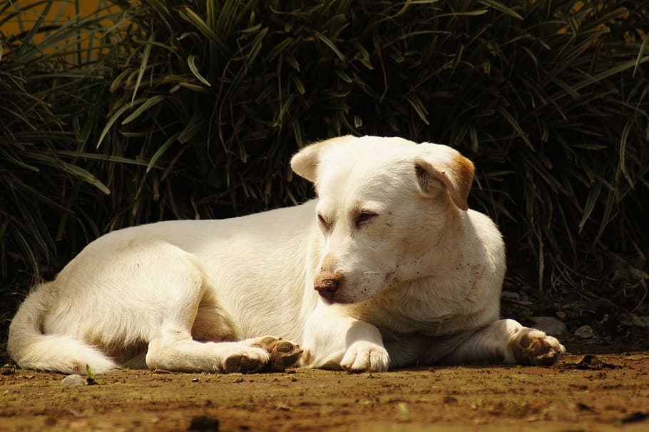 Dogs, Field, Armenia, Quindio, my, the, domestic animals, one animal HD wallpaper