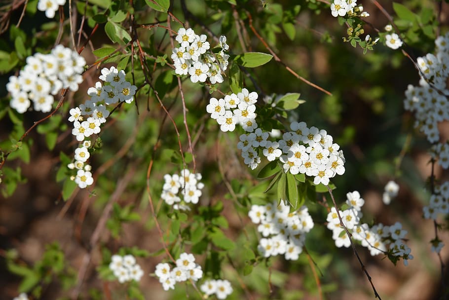 blossom, bloom, white, green, flowering plant, freshness, beauty in nature HD wallpaper