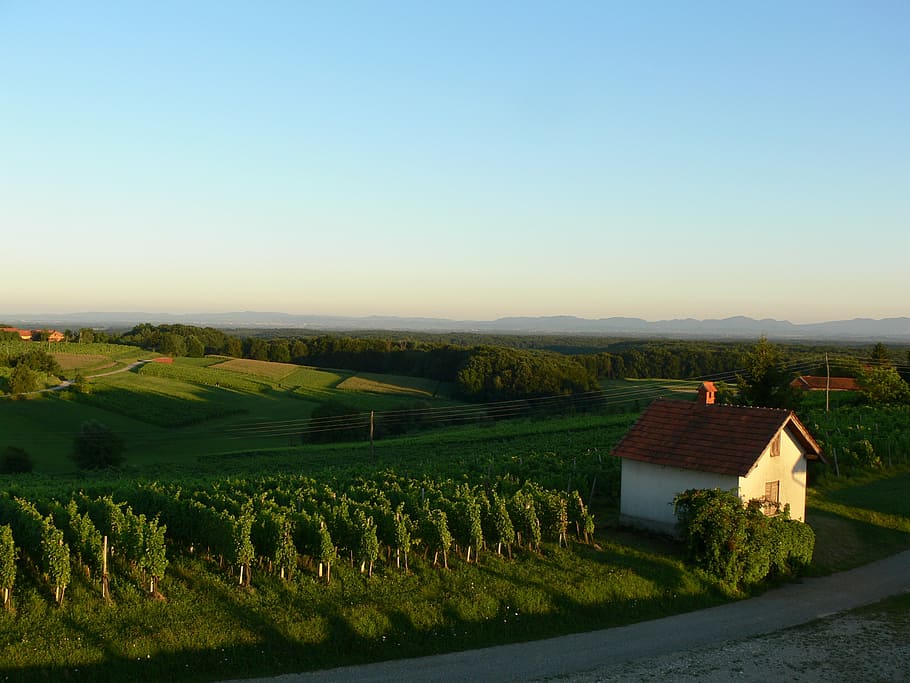 landscape, nature, sunset, vineyard, slovenia, rural Scene HD wallpaper