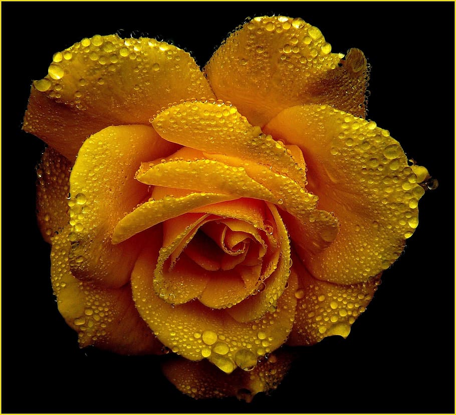 close view of yellow rose with dew drops, roses, blossom, bloom, HD wallpaper