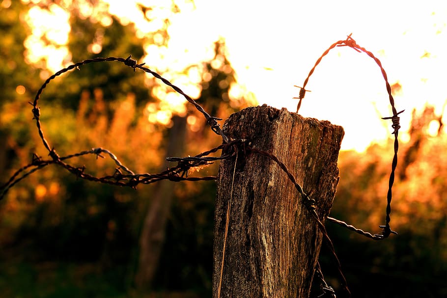 evening, sunset, farmland, nature, barbed Wire, tree, outdoors HD wallpaper