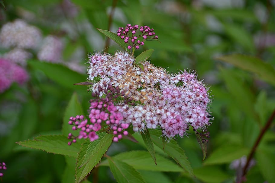 flower, nature, summer flowers, spring, garden, flora, flowering HD wallpaper