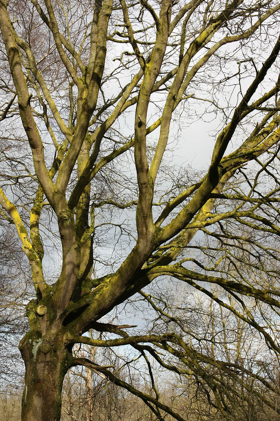 tree, winter, nature, landscape, forest, cold, plant, branch HD wallpaper