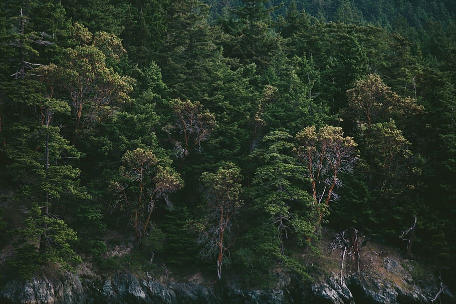 green leaf trees during daytime, pine trees, fir trees, forest HD wallpaper