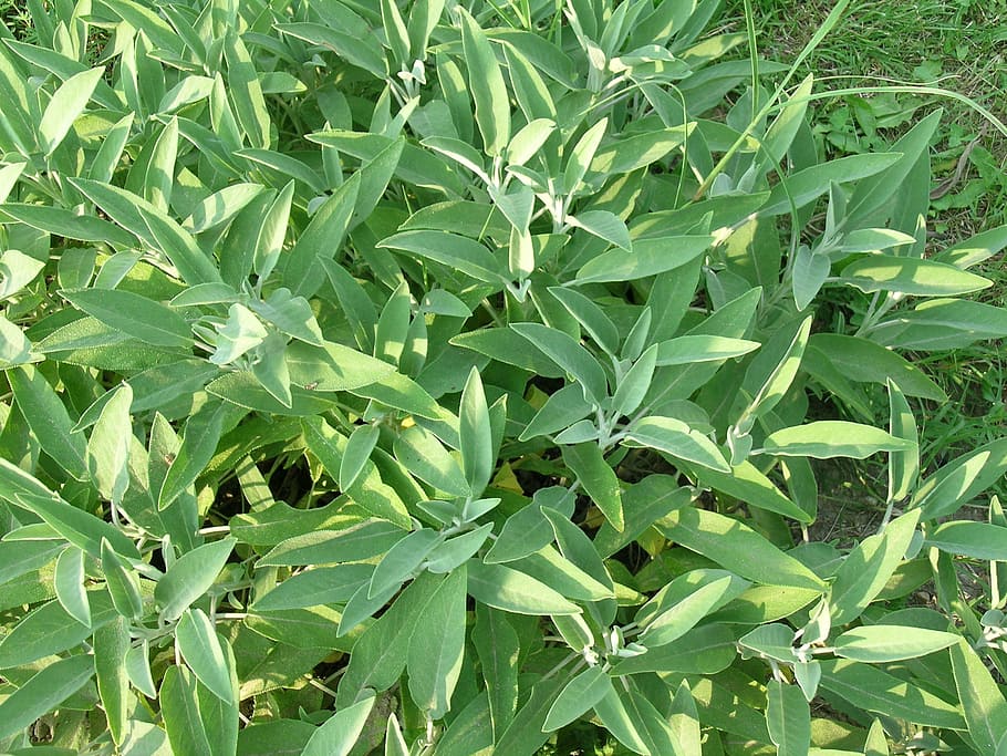 sage, garden, horticulture, plant part, leaf, growth, green color HD wallpaper