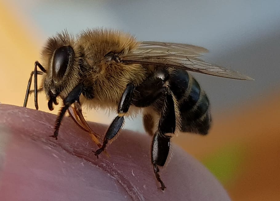 bee, macro, insect, finger, animal themes, invertebrate, one animal HD wallpaper
