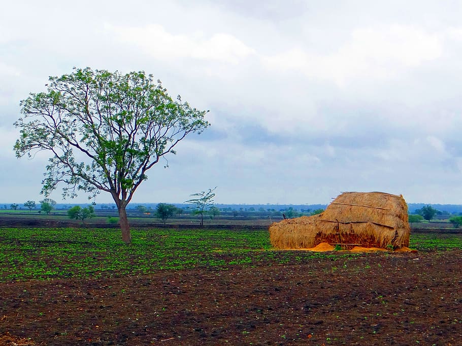 black, cotton, soil, landscape, hay stack, harvest, farm, farming HD wallpaper