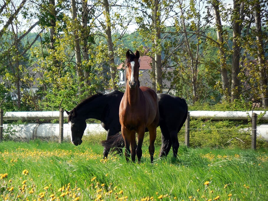Horses, Coupling, Paddock, Graceful, mane, ride, graze, pasture HD wallpaper