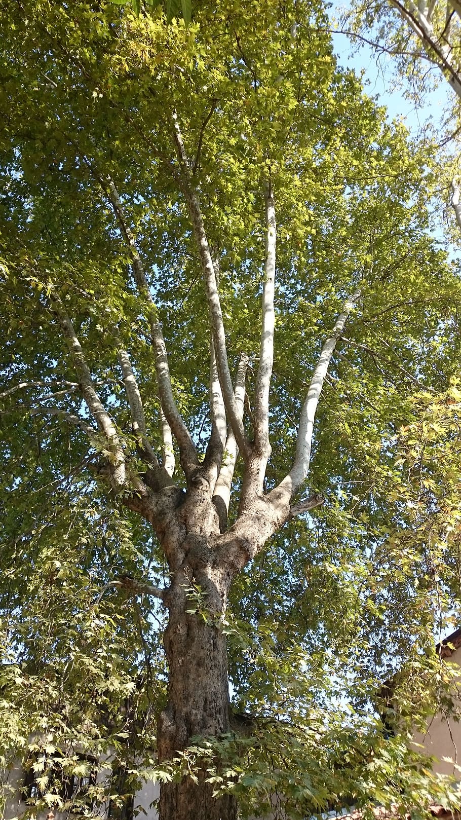 tree, long, branches, leaves, nature, plant, low angle view HD wallpaper