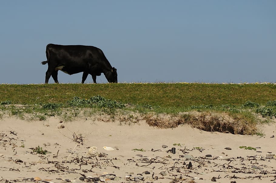 cow, beach, bed, black, bait, bovine, nature, animal, cattle HD wallpaper